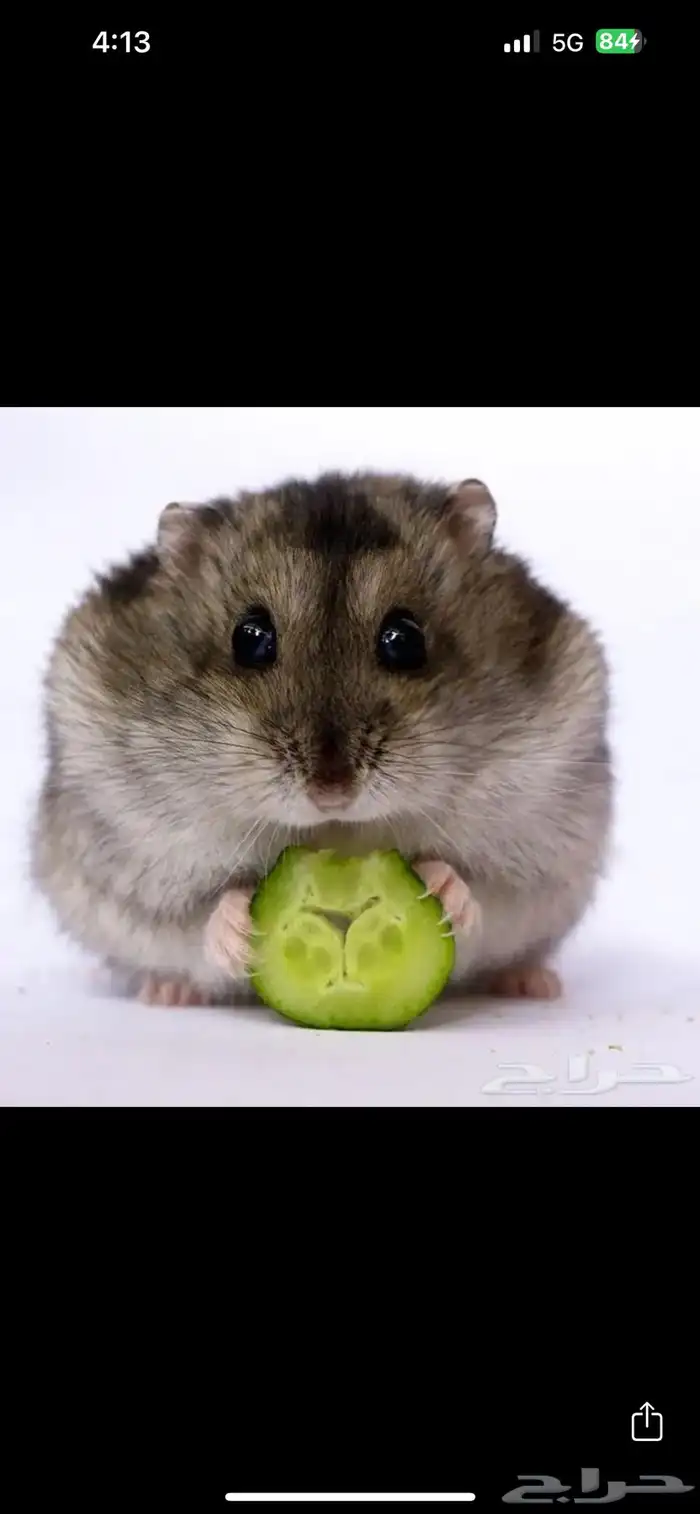 هامستر ونتر وايت اليييف جدا 1