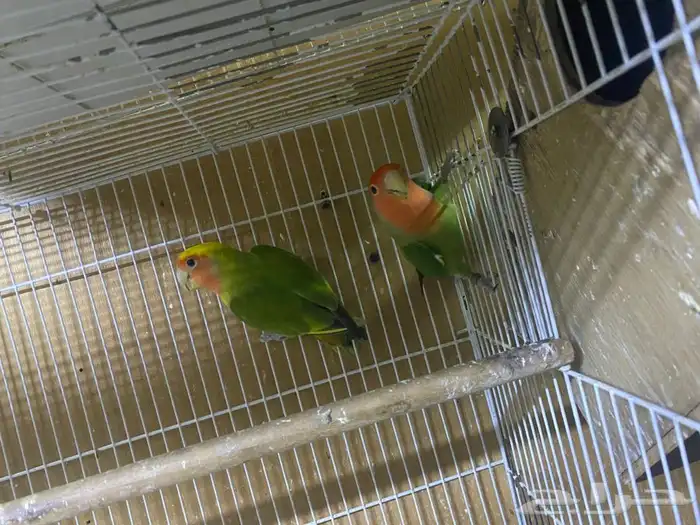 جوزين منتجه عندي شرط 1