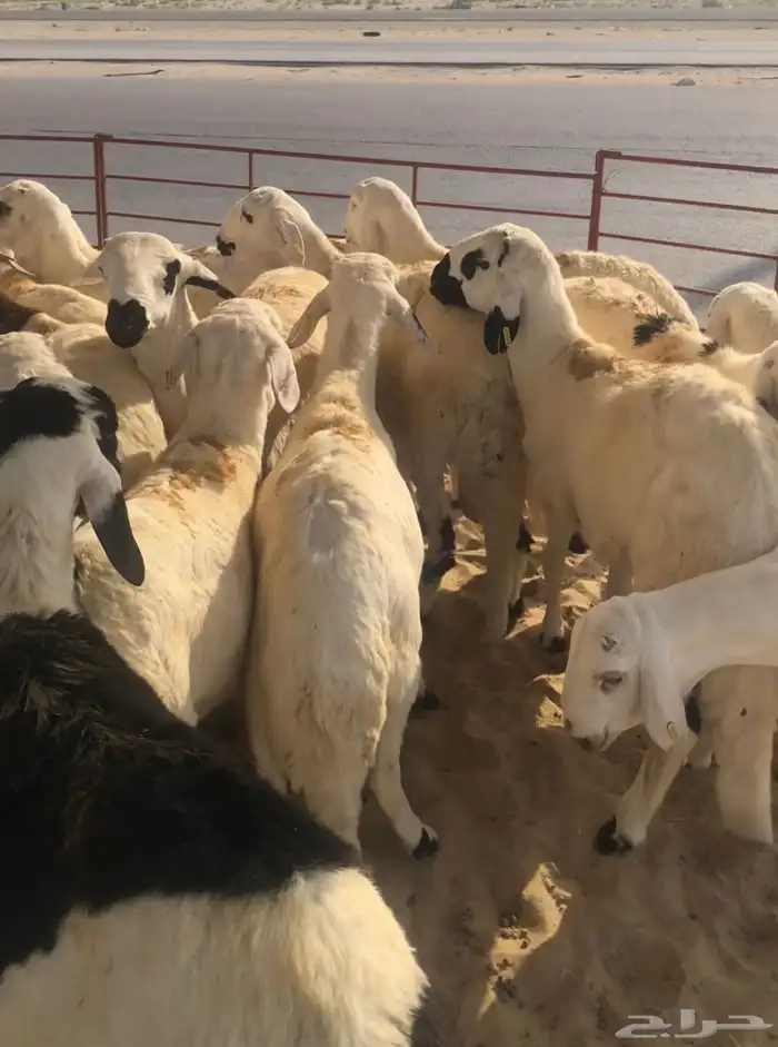 ذبايح سواكن للبيع 5