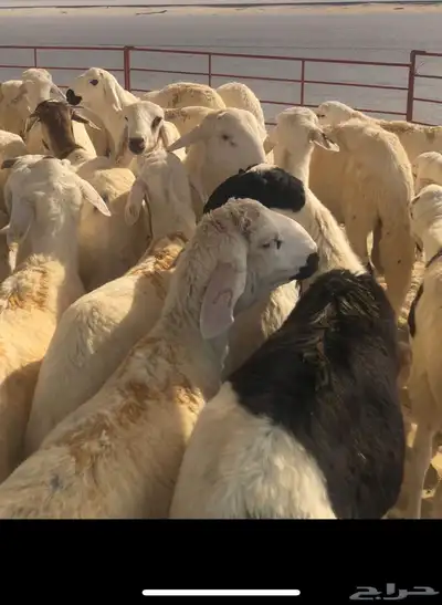 ذبايح سواكن للبيع 4