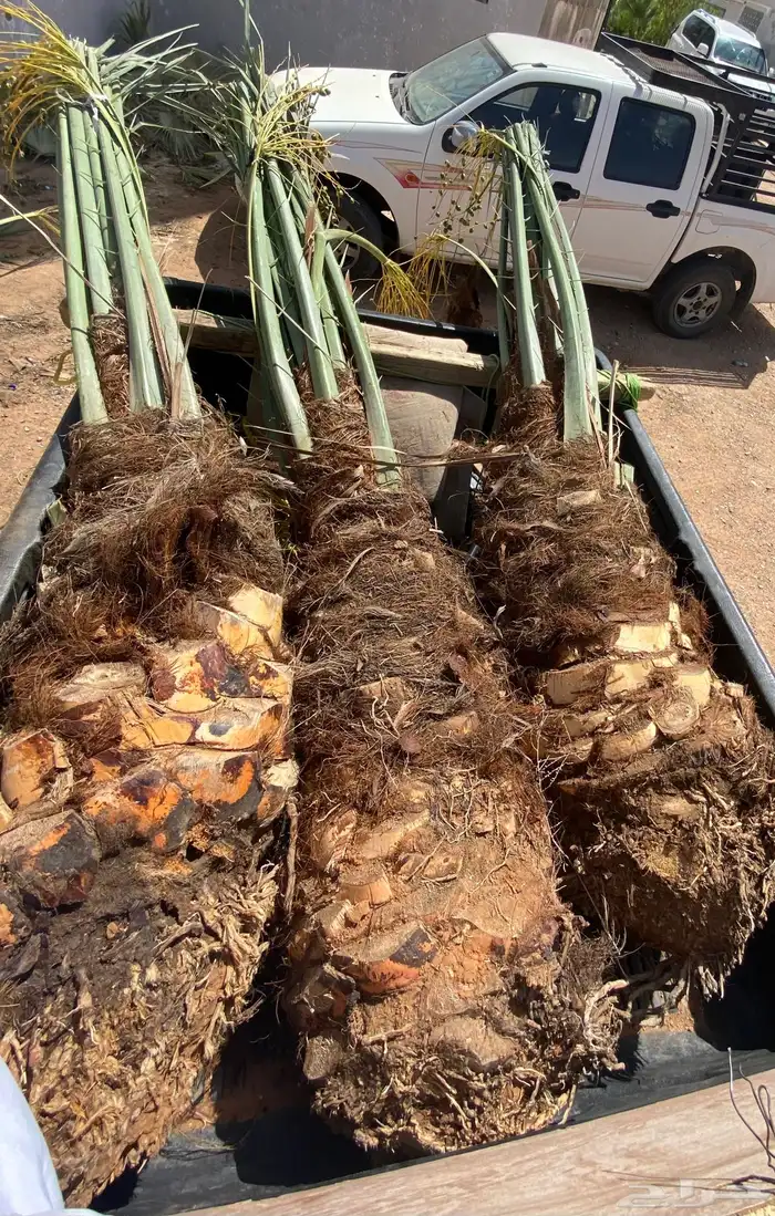 شيشي كبار 0