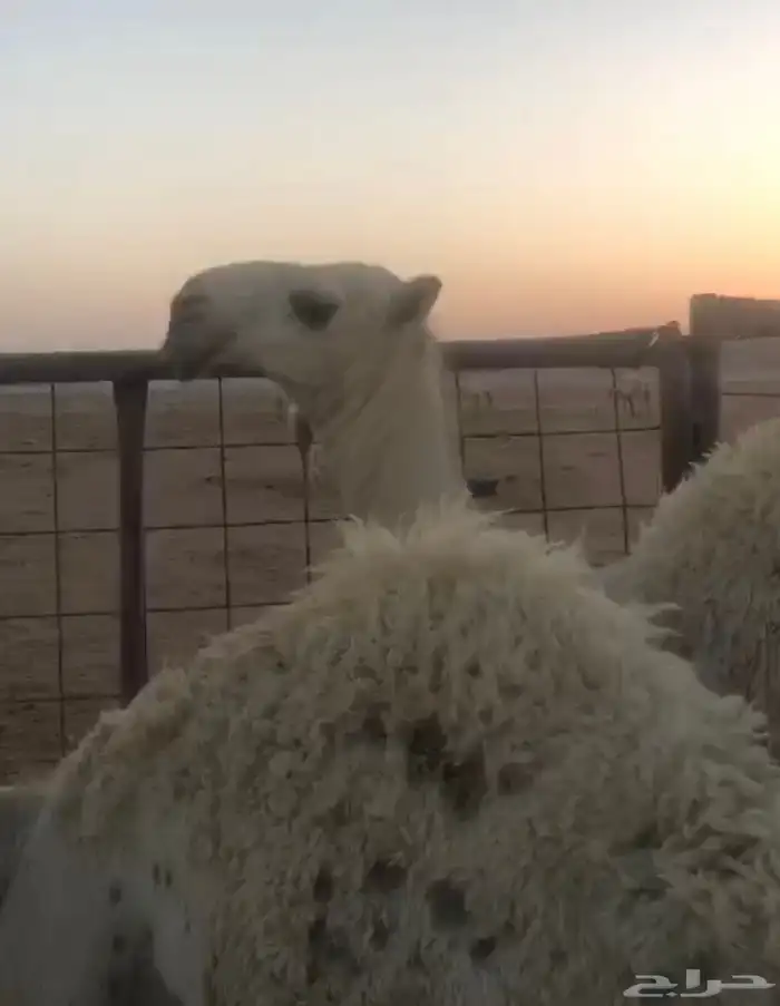 بعير علياني منتج 0
