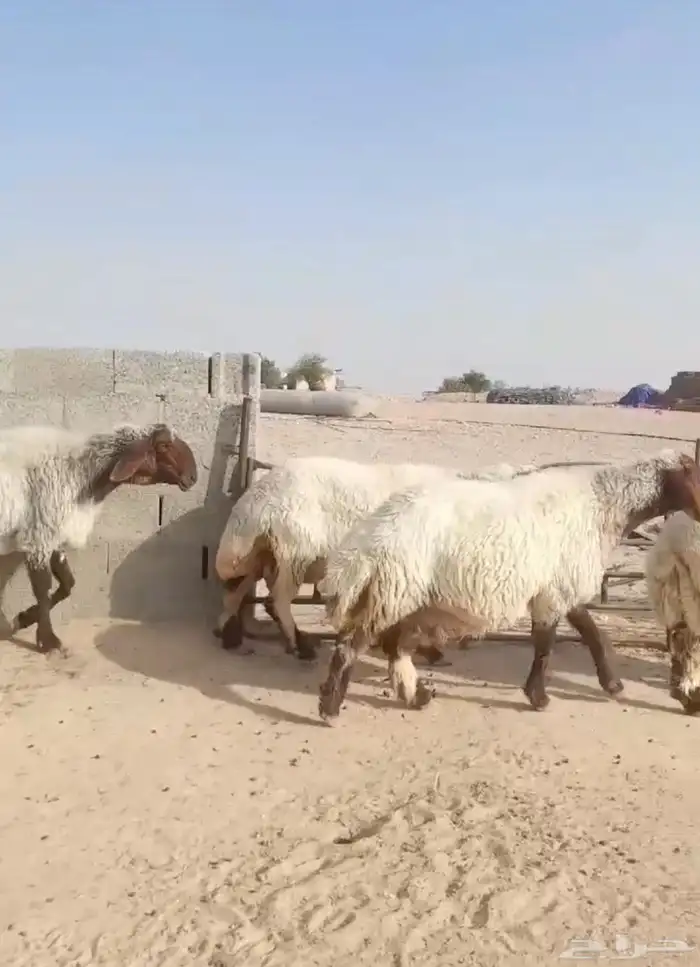 غنم نعيم مضاريع شياه صنف 6