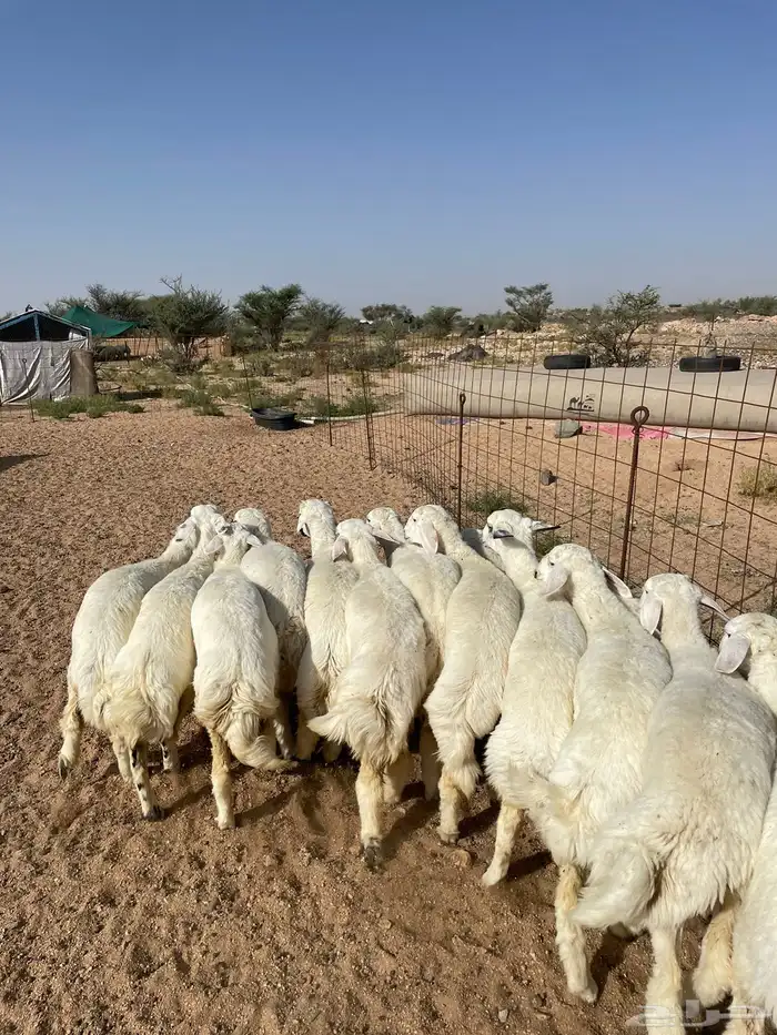 رخال وطليان حري نظيفه شرط 0