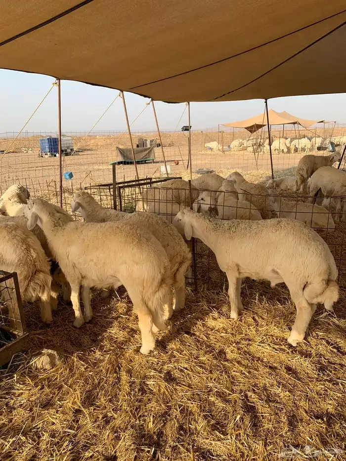 ذبايح حري ذبائح مناسبات عقيقه يوجد صلخ وتوصيل 3