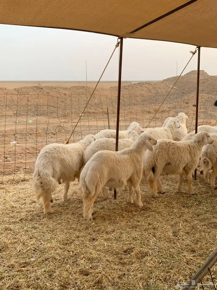 ذبايح حري ذبائح مناسبات عقيقه يوجد صلخ وتوصيل 0