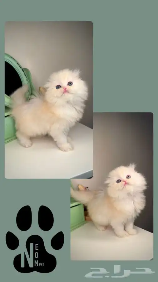 سكوتش فولد كيتن هاف بيكي انثى قطط اقساط تابي تمارا تقسيط قطه 6