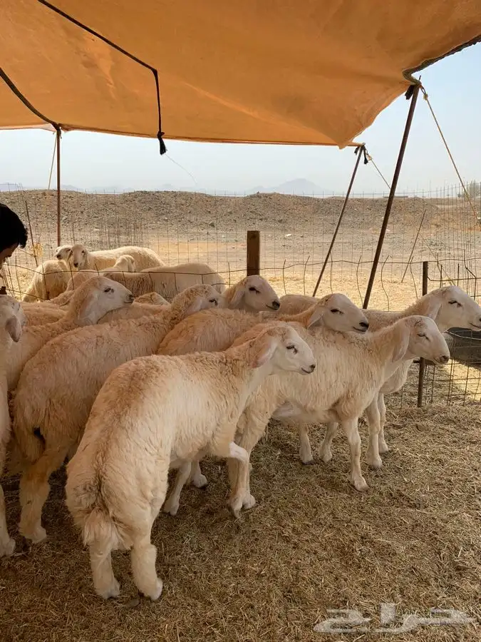 طليان حري ذبائح مناسبات يوجد صلاخ وتوصيل 1