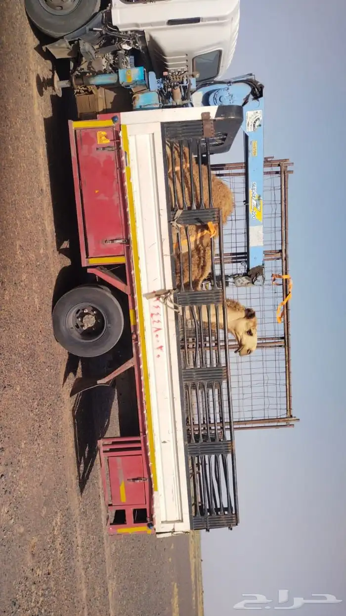 دنا هدروليك لنقل الابل 0