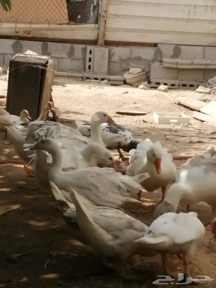 وز سيباستبول مفتل 0