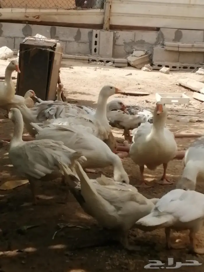 وز سيباستبول مفتل 2