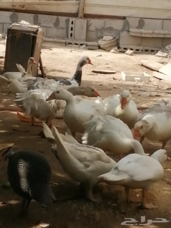 وز سيباستبول مفتل 1