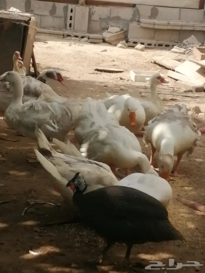 وز سيباستبول مفتل 3