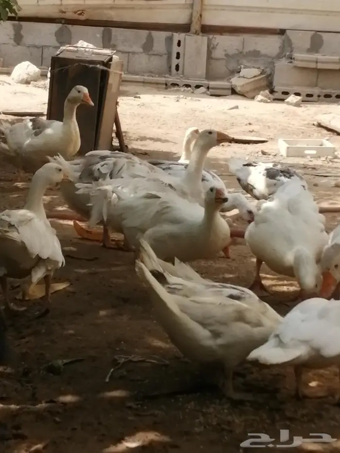 وز سيباستبول مفتل 4