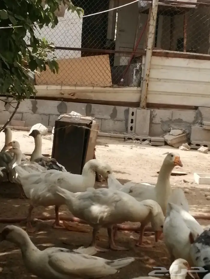 وز سيباستبول مفتل 7