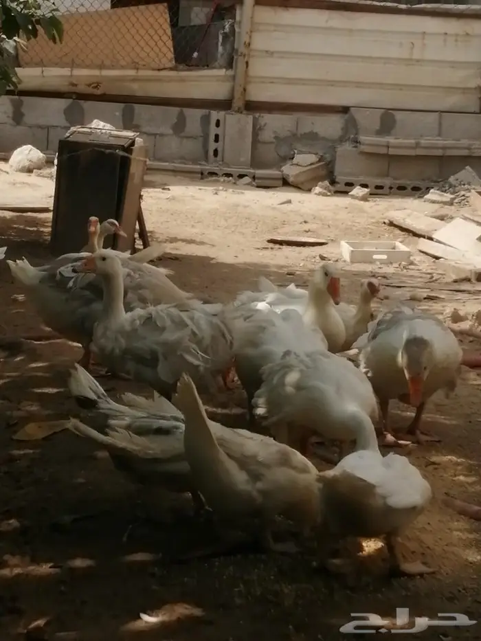 وز سيباستبول مفتل 9