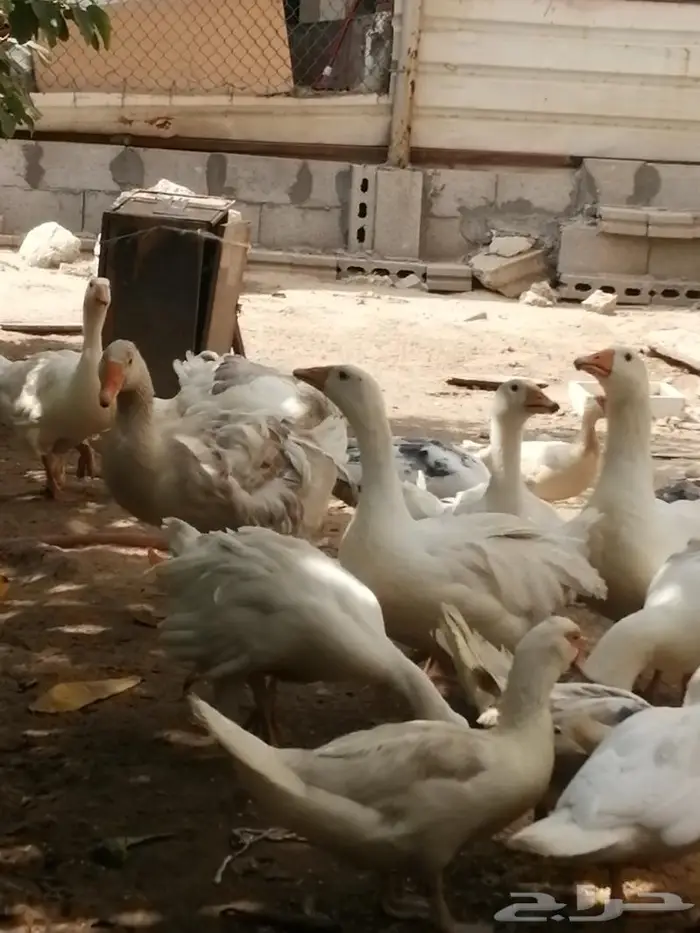 وز سيباستبول مفتل 8