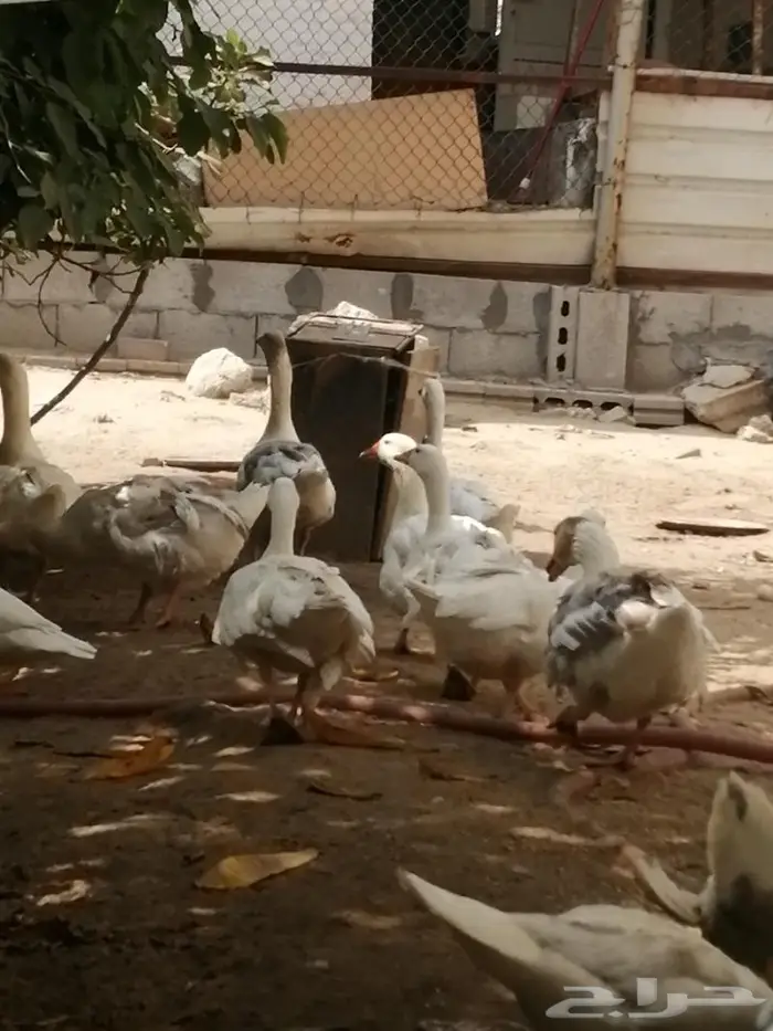 وز سيباستبول مفتل 10