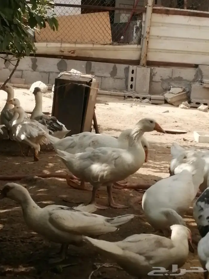 وز سيباستبول مفتل 11