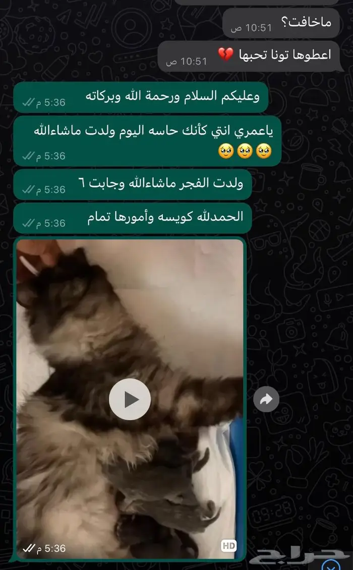 تزاوج وفندقة ورعاية قطط في جدة 1
