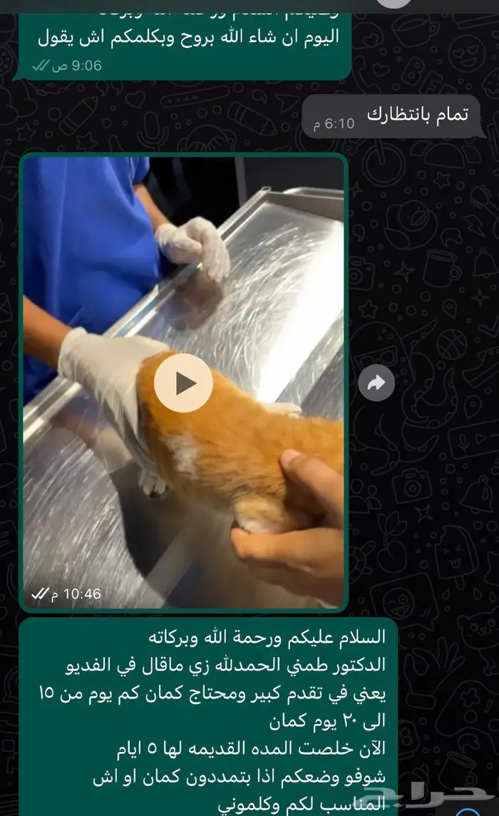 تزاوج وفندقة ورعاية قطط في جدة 3