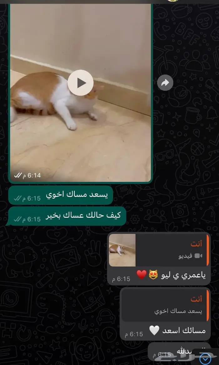 تزاوج وفندقة ورعاية قطط في جدة 0