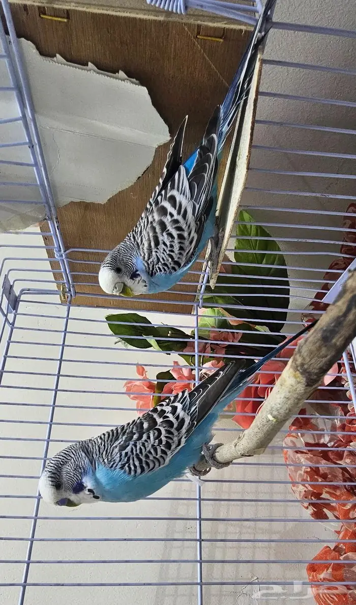 زوجين طيور الحب بادجي (( تم البيع )) 0