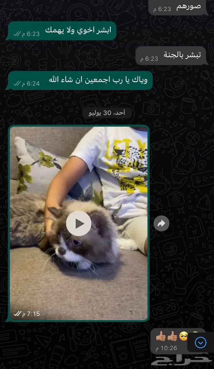 تزاوج وفندقة ورعاية قطط في جدة 5