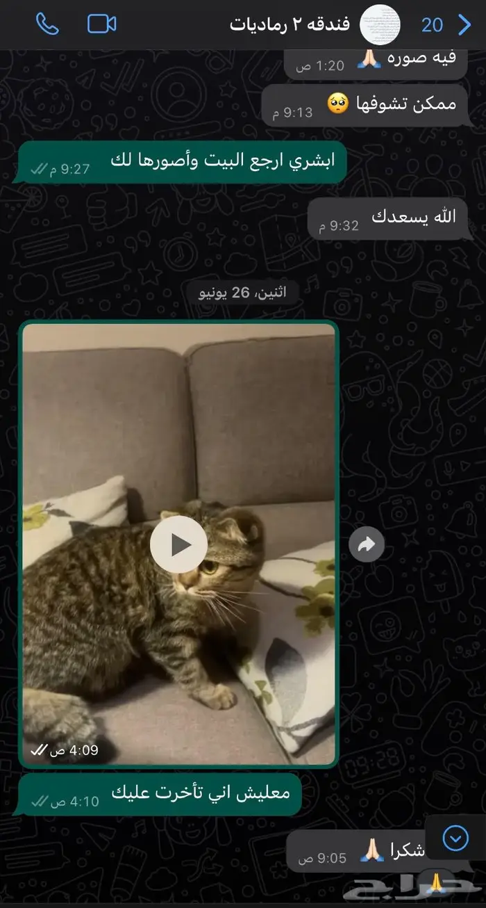 تزاوج وفندقة ورعاية قطط في جدة 2