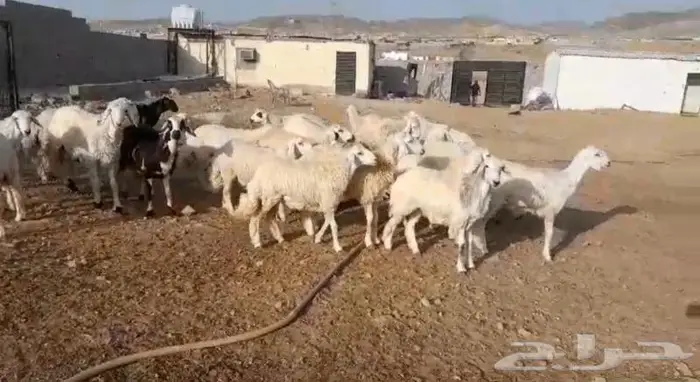 ذبايح حري سواكني تيوس مسلخ بالموقع مجهز شاهد التقييمات 3