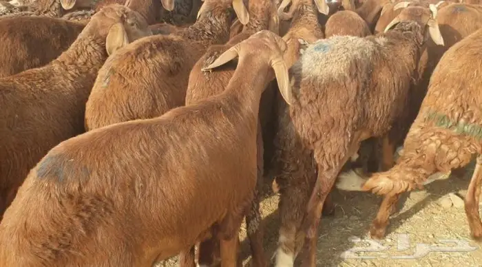 ذبايح حري سواكن مع خدمة الذبح والتقطيع والتوصيل 3