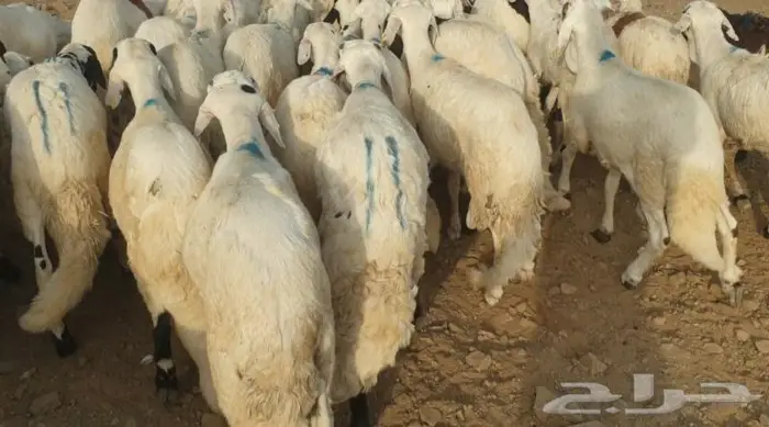ذبايح حري سواكني تيوس مسلخ بالموقع مجهز شاهد التقييمات 1