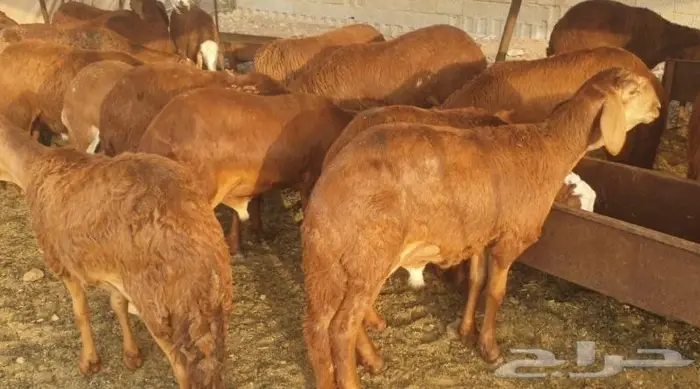ذبايح حري سواكن مع خدمة الذبح والتقطيع والتوصيل 1