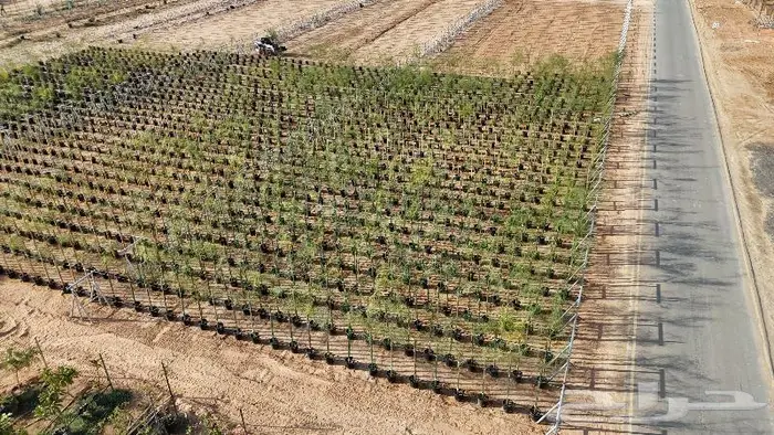 مصور درون مزارع حدايق عقارات الزلفي المجمعة القصيم الغاط 0