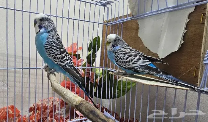 زوجين طيور الحب بادجي (( تم البيع )) 1