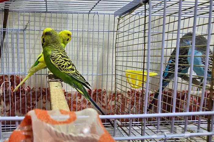 زوجين طيور الحب بادجي (( تم البيع )) 8