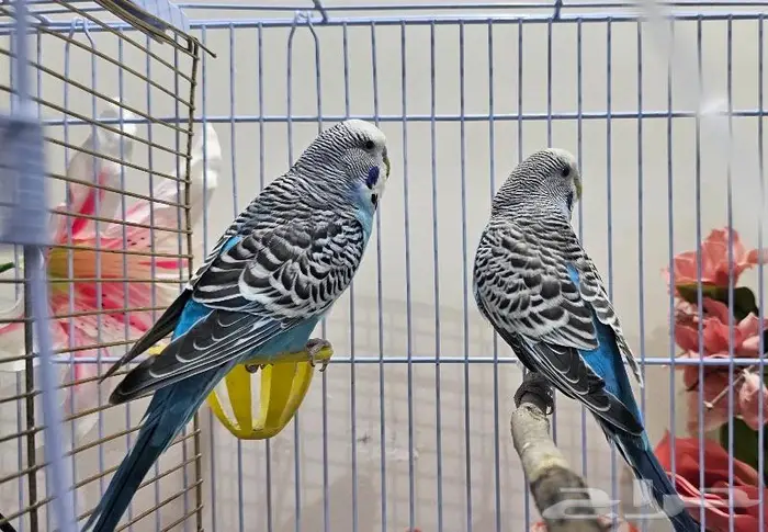 زوجين طيور الحب بادجي (( تم البيع )) 5