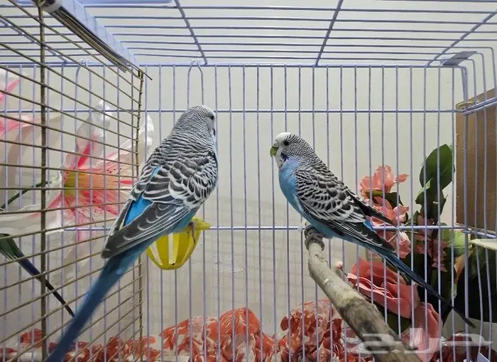 زوجين طيور الحب بادجي (( تم البيع )) 3