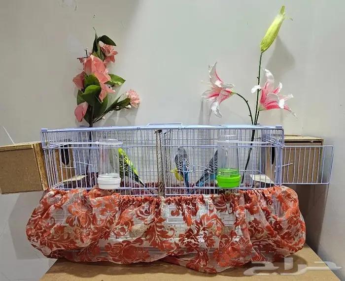 زوجين طيور الحب بادجي (( تم البيع )) 7