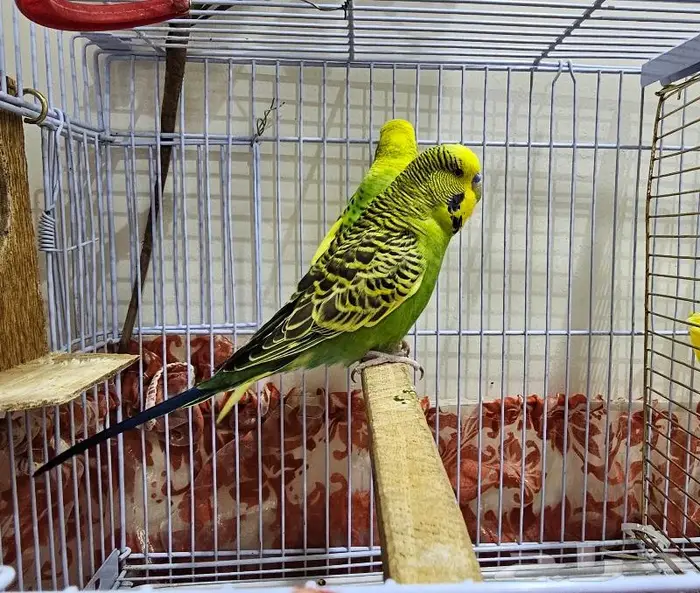 زوجين طيور الحب بادجي (( تم البيع )) 9