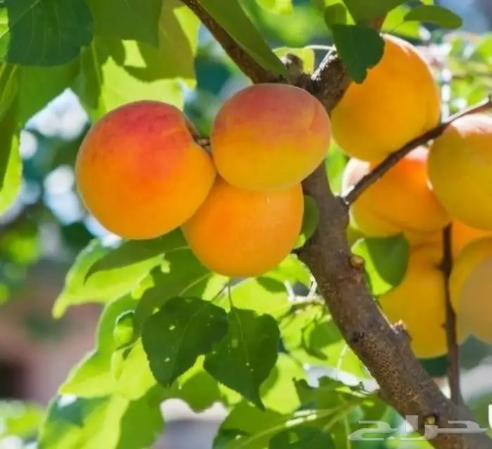 شتلات مشمش امل مطعوم 20 ريال 0