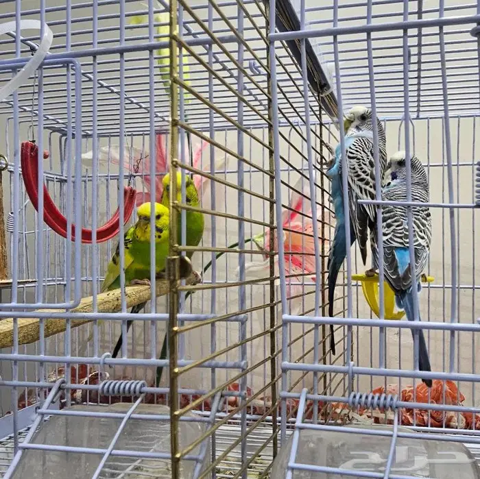 زوجين طيور الحب بادجي (( تم البيع )) 4