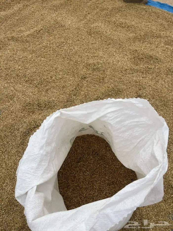 شعير بلدي نظيف للبيع من مزارعنا الخاصة والكمية محدودة 7