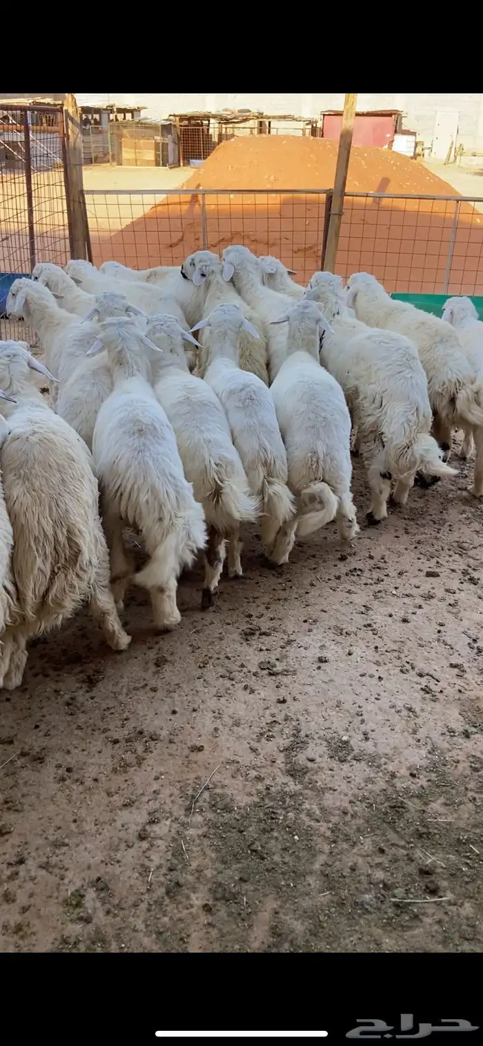 ذبايح نعيمي حري نعيمي تيوس 2