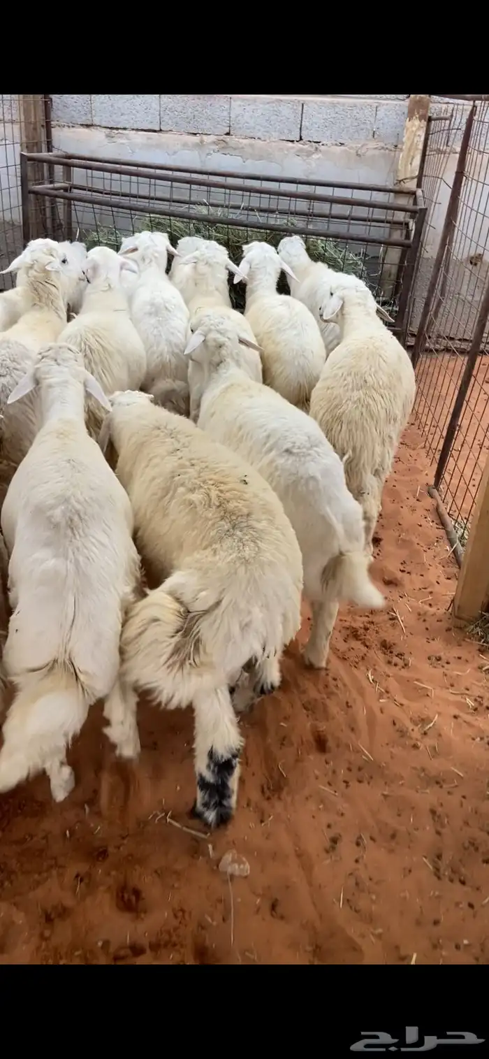 ذبايح نعيمي حري نعيمي تيوس 1