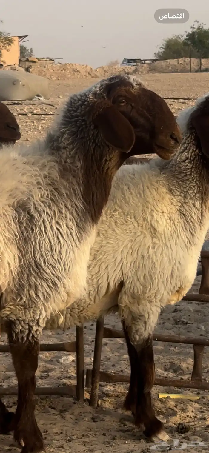 غنم نعيم مضاريع شياه صنف 2