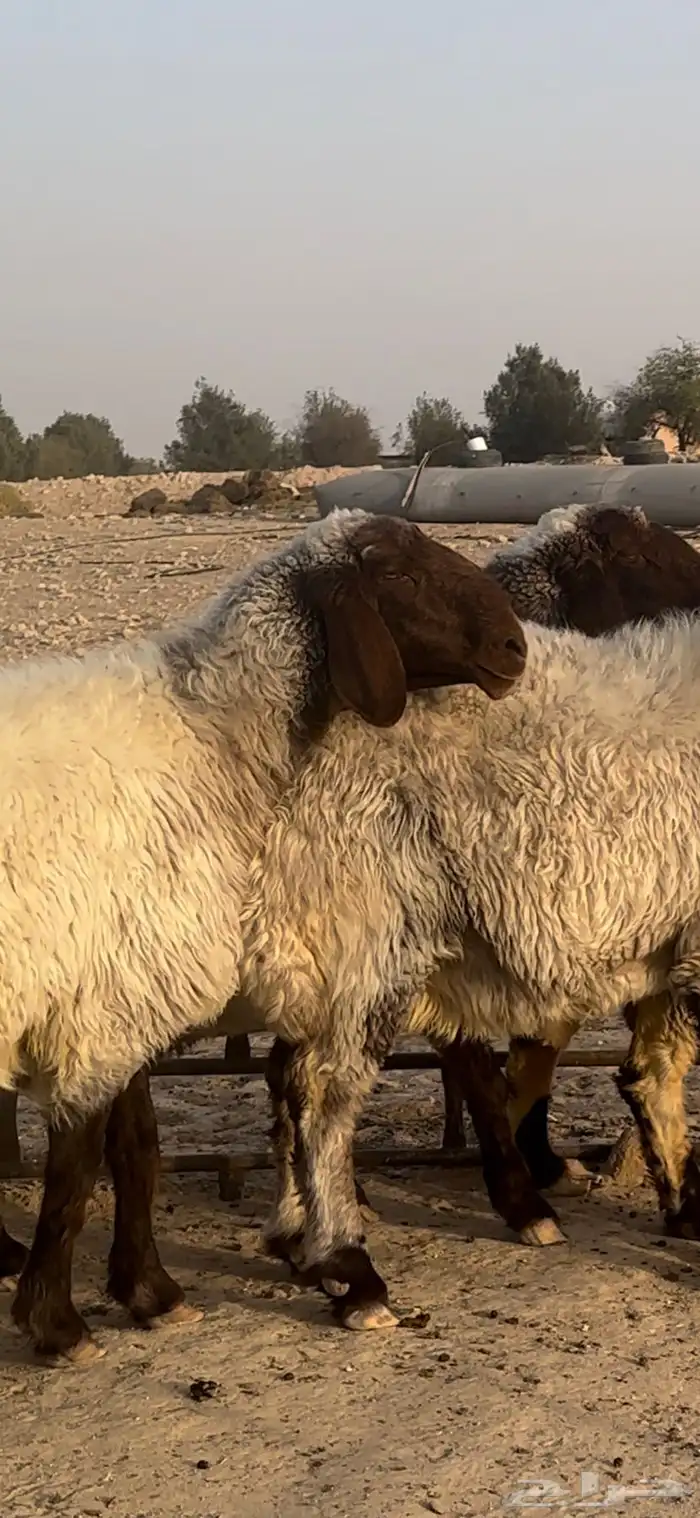 غنم نعيم مضاريع شياه صنف 3