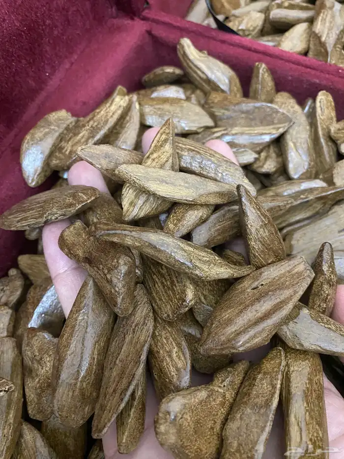 عود مروكي طبيعي محسن فاخر 1
