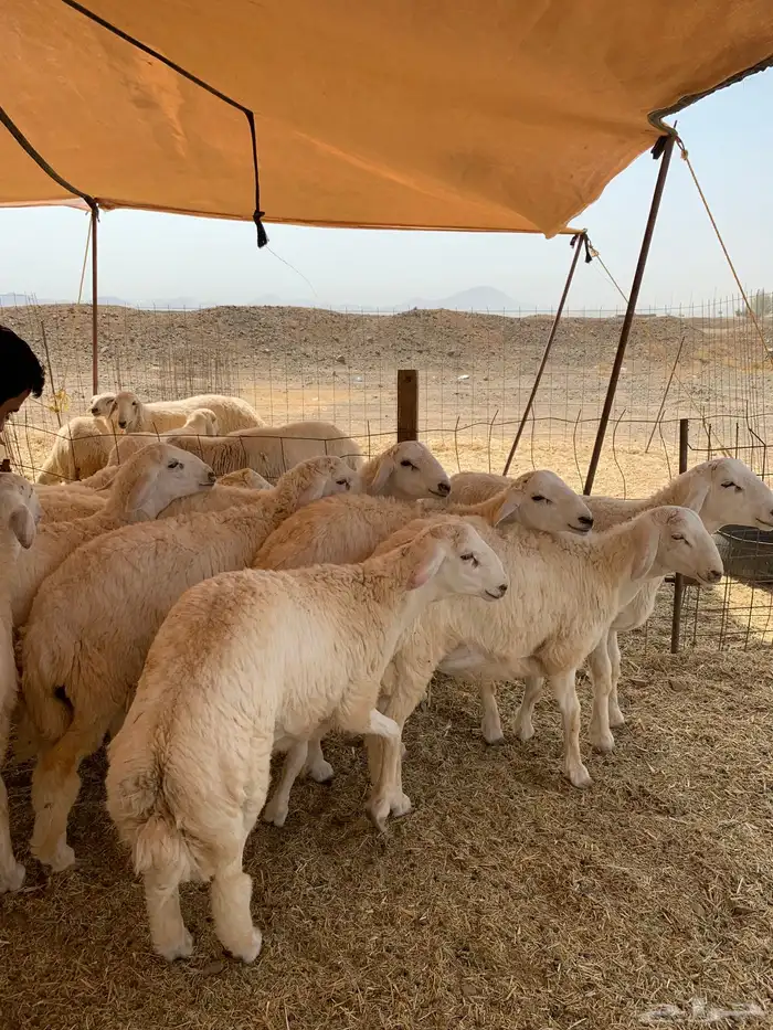 حري ذبايح ضيوف ذبائح ثلاجه زواجات يوجد صلخ وتوصيل 4