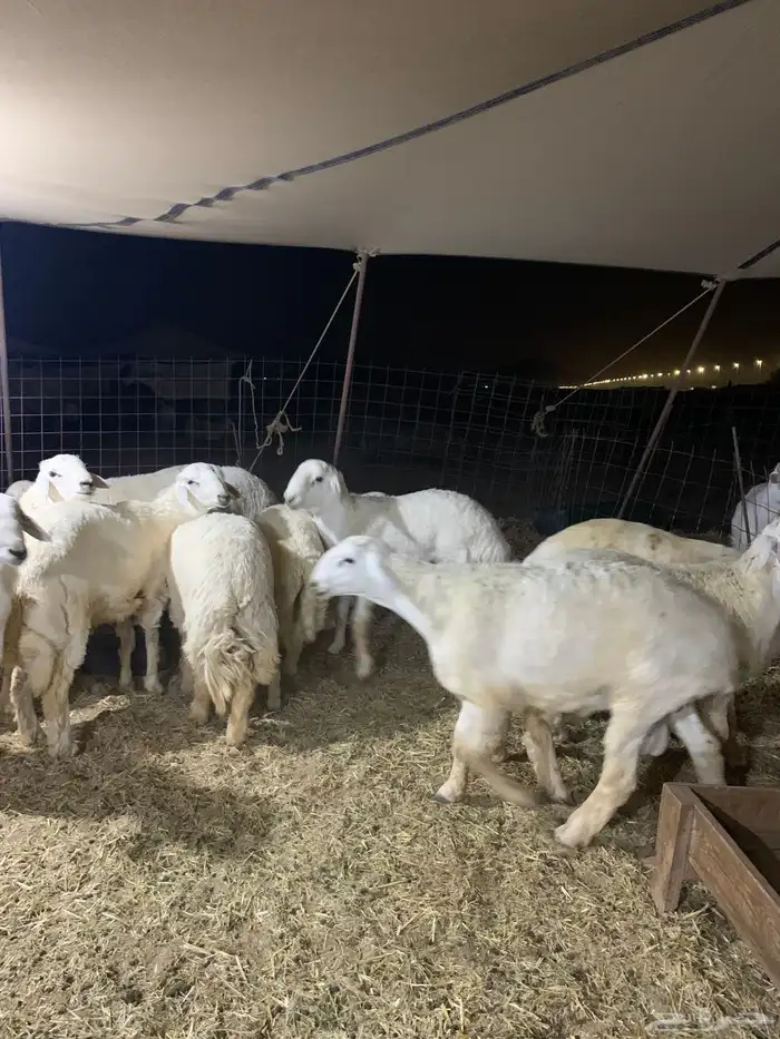 حري ذبايح ضيوف ذبائح ثلاجه زواجات يوجد صلخ وتوصيل 0